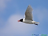 Uccelli charadriiformi 04 - Gabbiano corallino.jpg